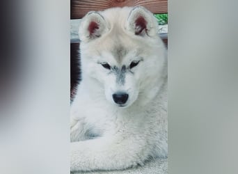 Siberian Husky Welpen  FCI/KZS aus über 30-jähriger  Zucht