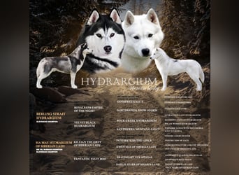 Siberian Husky Welpen  FCI/KZS aus über 30-jähriger  Zucht