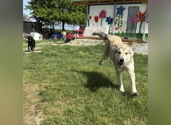 Lino ein Traumwesen