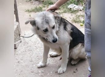 Vito - eine Seele von Hund