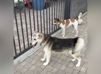 Vito - eine Seele von Hund