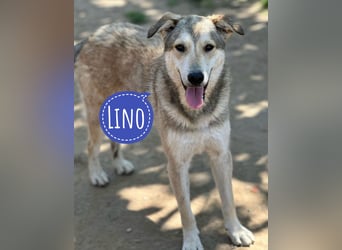Lino ein Traumwesen
