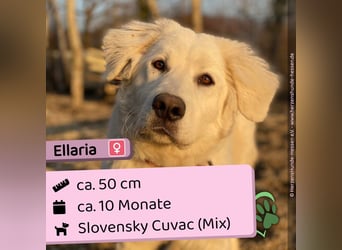 Ellaria