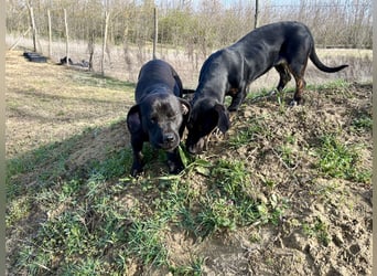 Lotti möchte geliebt werden.