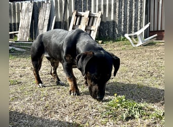 Lotti möchte geliebt werden.