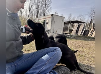 Alissa sucht ein schönes Zuhause.