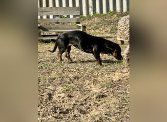 Lotti möchte geliebt werden.