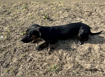 Lotti möchte geliebt werden.