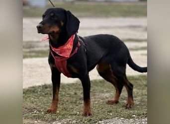 Mina - Lebensfreude eingesperrt im Zwinger