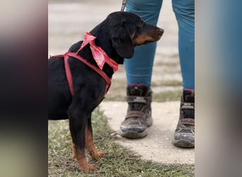 Mina - Lebensfreude eingesperrt im Zwinger