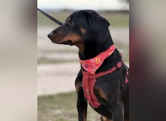 Mina - Lebensfreude eingesperrt im Zwinger
