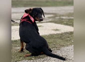 Mina - Lebensfreude eingesperrt im Zwinger