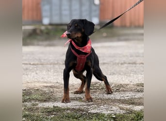 Mina - Lebensfreude eingesperrt im Zwinger