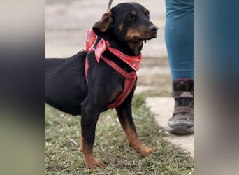Mina - Lebensfreude eingesperrt im Zwinger
