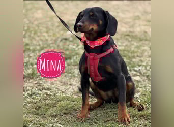 Mina - Lebensfreude eingesperrt im Zwinger