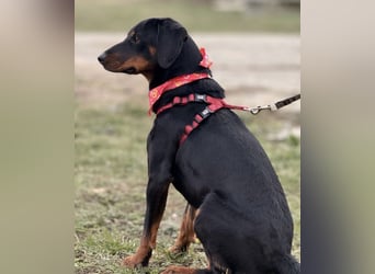 Mina - Lebensfreude eingesperrt im Zwinger