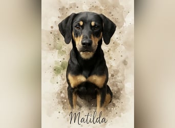 Matilda eine gutmütige Traumhündin
