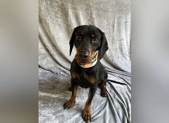 AMARA - Freundliche, rundum verträgliche Hündin sucht warmes Zuhause