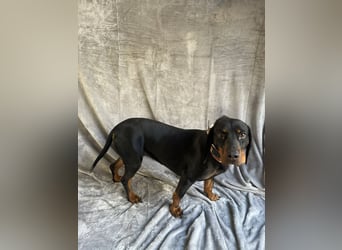 AMARA - Freundliche, rundum verträgliche Hündin sucht warmes Zuhause