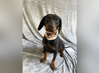 AMARA - Freundliche, rundum verträgliche Hündin sucht warmes Zuhause