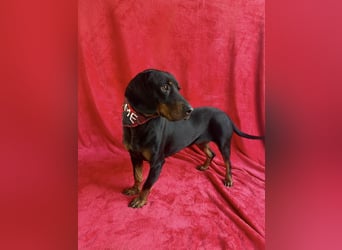 AMARA - Freundliche, rundum verträgliche Hündin sucht warmes Zuhause