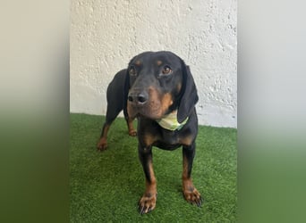 AMARA - Freundliche, rundum verträgliche Hündin sucht warmes Zuhause