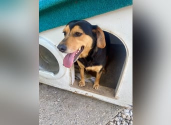 MOKKA ca. 3 J. liebenswerte Brackenmix-Hündin sucht liebevolles Zuhause