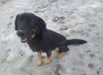 LINCOLN ca. 9 J. Brackenmix-Rüde hat so viel Liebe zuverschenken