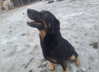 LINCOLN ca. 9 J. Brackenmix-Rüde hat so viel Liebe zuverschenken