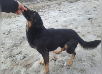 LINCOLN ca. 9 J. Brackenmix-Rüde hat so viel Liebe zuverschenken