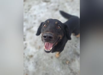 LINCOLN ca. 9 J. Brackenmix-Rüde hat so viel Liebe zuverschenken