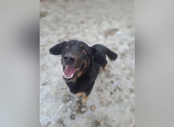 LINCOLN ca. 9 J. Brackenmix-Rüde hat so viel Liebe zuverschenken