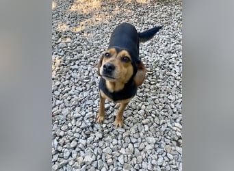 MOKKA ca. 3 J. liebenswerte Brackenmix-Hündin sucht liebevolles Zuhause