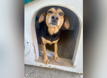 MOKKA ca. 3 J. liebenswerte Brackenmix-Hündin sucht liebevolles Zuhause