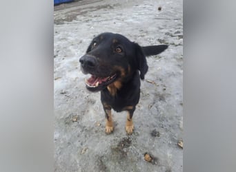 LINCOLN ca. 9 J. Brackenmix-Rüde hat so viel Liebe zuverschenken