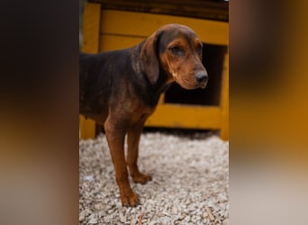 Bracken-Mix-Lady ♥Cura♥ noch ängstlich, aber menschenbezogen