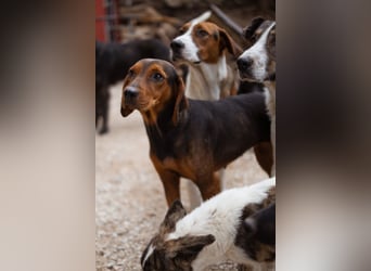 Bracken-Mix-Lady ♥Cura♥ noch ängstlich, aber menschenbezogen