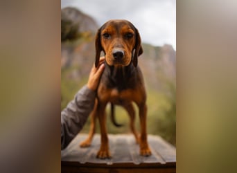 Bracken-Mix-Lady ♥Cura♥ noch ängstlich, aber menschenbezogen