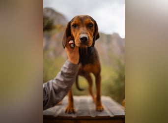 Bracken-Mix-Lady ♥Cura♥ noch ängstlich, aber menschenbezogen
