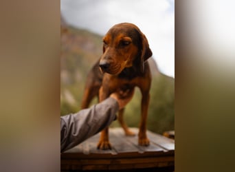 Bracken-Mix-Lady ♥Cura♥ noch ängstlich, aber menschenbezogen