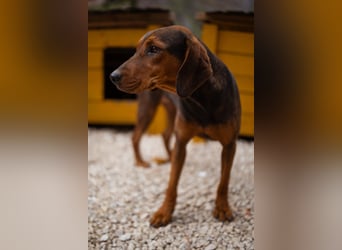 Bracken-Mix-Lady ♥Cura♥ noch ängstlich, aber menschenbezogen