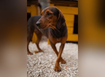 Bracken-Mix-Lady ♥Cura♥ noch ängstlich, aber menschenbezogen
