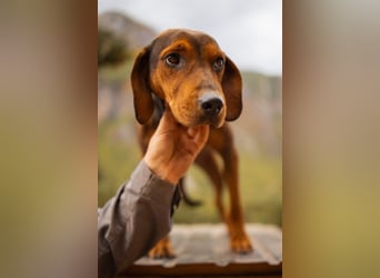 Bracken-Mix-Lady ♥Cura♥ noch ängstlich, aber menschenbezogen