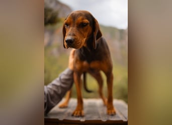 Bracken-Mix-Lady ♥Cura♥ noch ängstlich, aber menschenbezogen