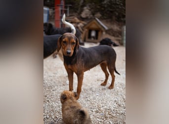 Bracken-Mix-Lady ♥Cura♥ noch ängstlich, aber menschenbezogen