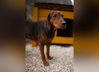 Bracken-Mix-Lady ♥Cura♥ noch ängstlich, aber menschenbezogen