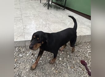 Yuha - absolut - Traumhund