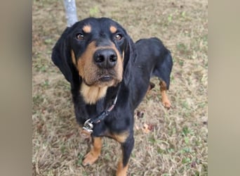 Tony ein trauriger Schatz