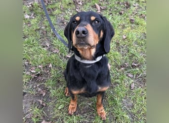 Tony ein trauriger Schatz