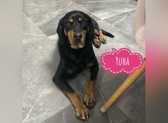 Yuha - absolut - Traumhund